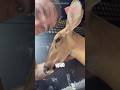 The Man Who Saved A Deer From A Hunter ️‍ Shorts