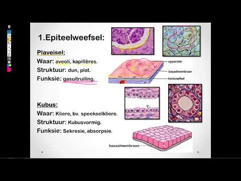 Lewenswetenskappe GR10 Diereweefsels Les1