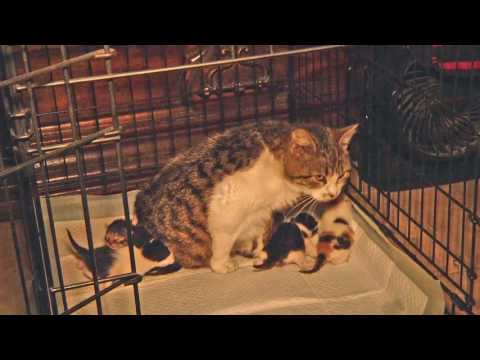 Princess: The feral Cat & Babies