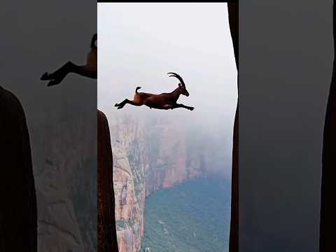 This Goat Can Fly - Alpine Ibex #goat #mountain #alpine #ibex #wildlife #mountaingoat #shorts