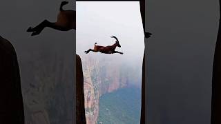 Download lagu This Goat Can Fly - Alpine Ibex #goat #mountain #alpine #ibex #wildlife #mountaingoat #shorts mp3