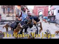 The Monkey Man Jaipur Rajasthan