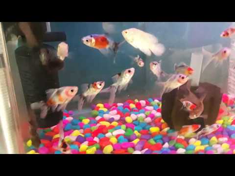 Colourfull fish available in pokhara/rambazar AQUARIUM shop.