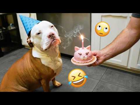I dare you not to LAUGH at these FUNNY DOGS 😁🦮 - Best Funny Animals Videos 2026 #315