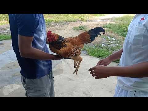 semen collection in Rooster