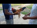 Semen Collection In Rooster