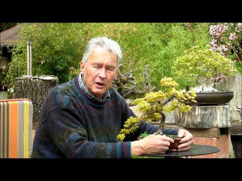 INTERNATIONAL BONSAI ACADEMY with Walter Pall - Episode X - Famous Kimurica's maple