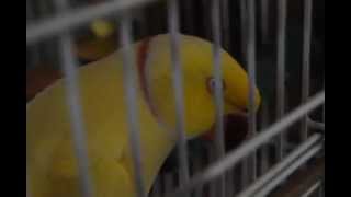 Grannie&#39;s crazy Mr Pretty Boy