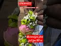 Very Super And Fragrance Variety Manoranjitham Flower Plants Just For Rs 100 For Sale Rare Tamil
