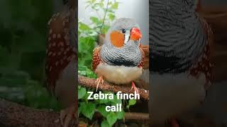 Download lagu Suara panggilan burung pipit zebra. Panggilan untuk menarik perhatian atau meminta respons! mp3 Download lagu Suara panggilan burung pipit zebra. Panggilan untuk menarik perhatian atau meminta respons! mp3