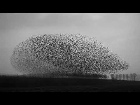 Brava Kilo - Birds, Central Park, November (Official Video)