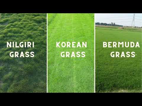 Natural Grass Suppliers