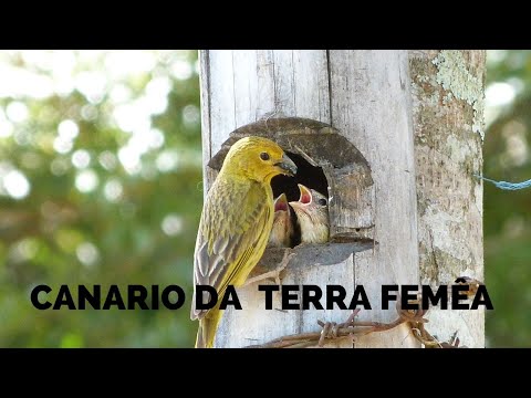 Femea de Canario da Terra Cantando Fogosa - Só colocar do lado do macho 😍