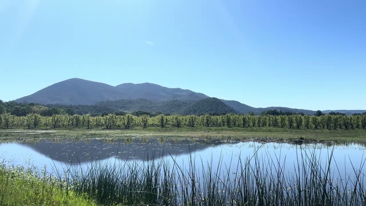 The Vineyard — Quercus Ranch Sauvignon Blanc vineyard video tour, Big Valley Basin AVA, Lake County, California