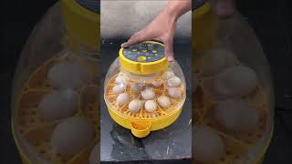 Fantastic ,16 Eggs Full Automatic MINI EGG INCUBATOR