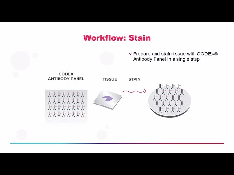 A Beginner’s Guide to CODEX (Codex is now PhenoCycler™)