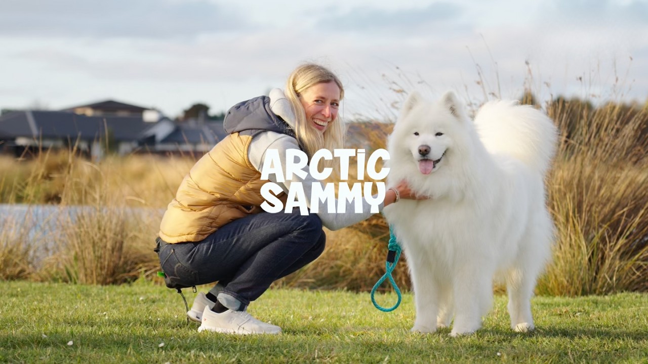 Arctic Sammy