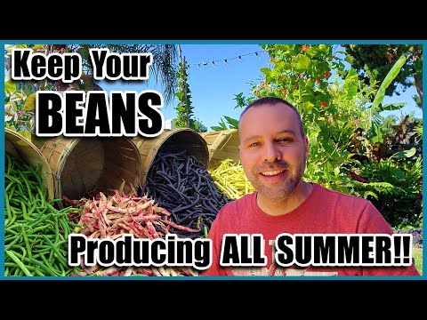 Keep Your Beans Producing All Summer!!! Organic Gardening for Beginners on How to Grow Beans.