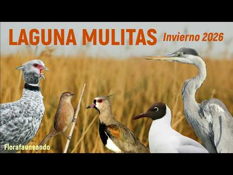 Descubriendo la Laguna Mulitas: aves y naturaleza en 25 de MAYO
