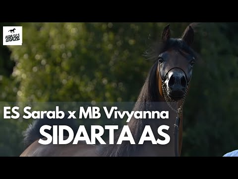 Arabian Horse SIDARTA AS - ES Sarab x MB Vivyanna