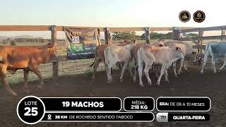 Vídeo LOTE 25