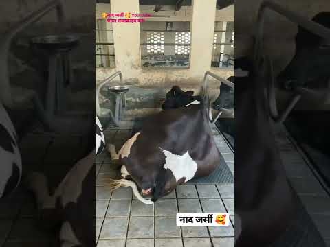 Top breed cow 🐮 #cow #top #topbreed #topquality #videoviral