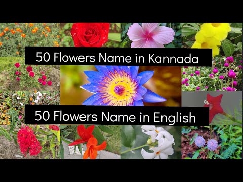 50 Flowers Name in Kannada/50 Flowers Name in English/50 ಹೂವುಗಳ ಹೆಸರು ಕನ್ನಡ ಮತ್ತು ಇಂಗ್ಲಿಷ್ ನಲ್ಲಿ