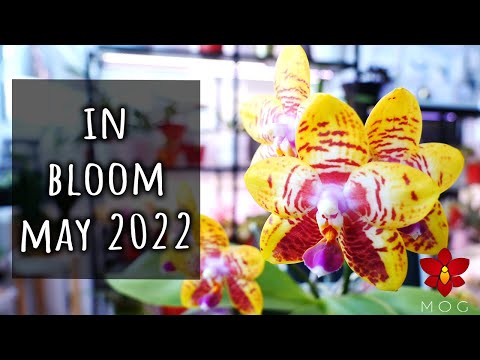 Orchids in Bloom! | Spotlight compilation May 2022