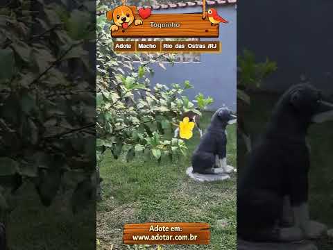 Vídeo de Toquinho