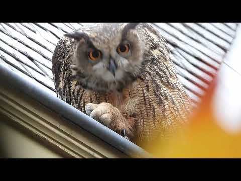 De Oehoe in de Blankaart.