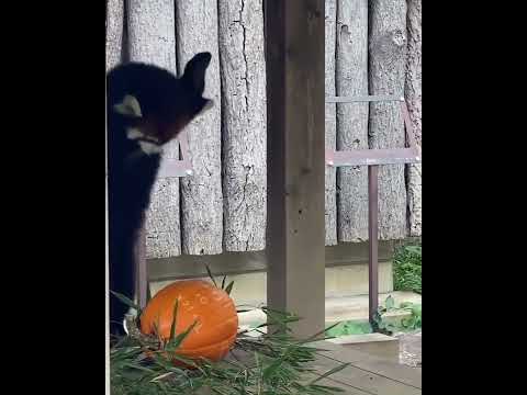 Red Panda Jumps On Pumpkin And Breaks It While Playing - 1266410-2