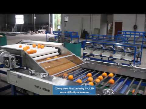 orange sorting grading machine, lemon grading, fruit grader (first industry)