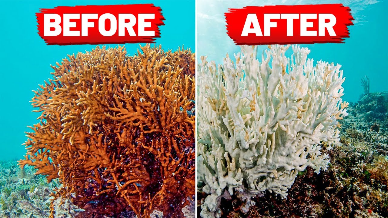 The Threat of Ocean Acidification: What You Need to Know