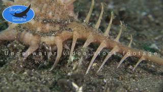 0186_Murex snail close up, 4K underwater video stock footage