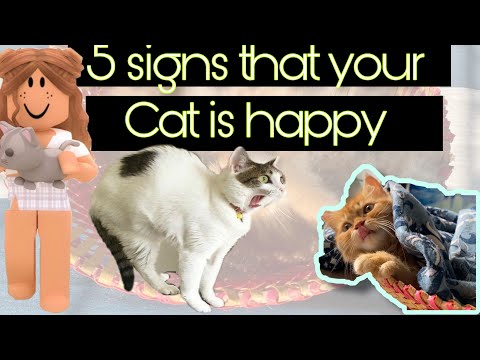 5 signs your cat is happy |understanding cat body language