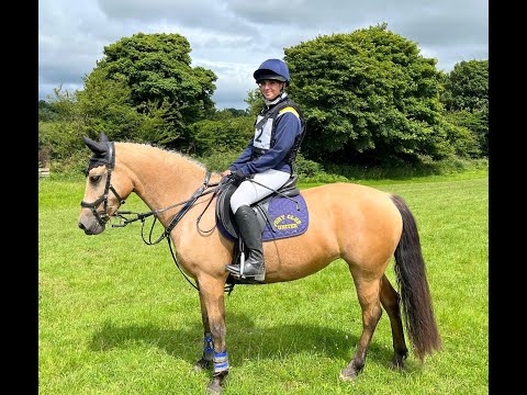 🌟 Stunning All-Rounder Connemara 🌟 - Image 2