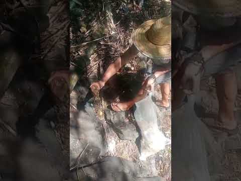 trabalho de formiga 🐜 limpeza de cachoeira no centro de Chopinzinho-PR 02/26