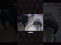 Cane Corso Gegen American Bully
