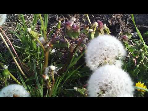 Changeling Child Cover