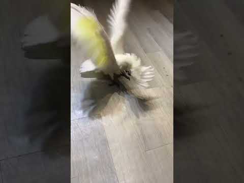 Parrot said he wants to poop🤣 #parrot #funny