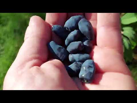 jagoda kamczacka Bestia