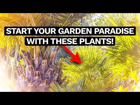 5 MUST HAVE Exotic Plants for UK Gardens