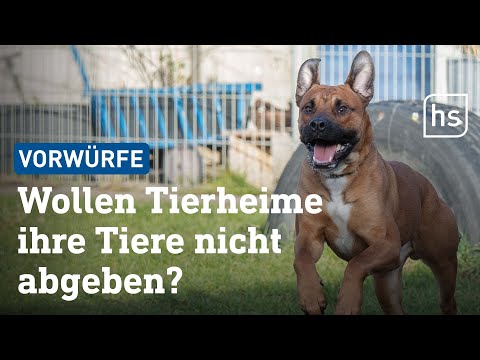 Was ist dran an den Vorwürfen gegen Tierheime? | hessenschau