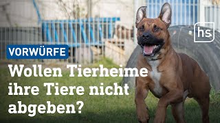 Was ist dran an den Vorwürfen gegen Tierheime? | hessenschau