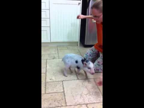 download lagu mp3 mp4 Little Piggies Minis Dog Treats, download lagu Little Piggies Minis Dog Treats gratis, unduh video klip Little Piggies Minis Dog Treats