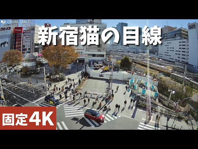 【LIVE】新宿猫の目線（新宿駅東口） ライブカメラ cctv 監視器 即時交通資訊
