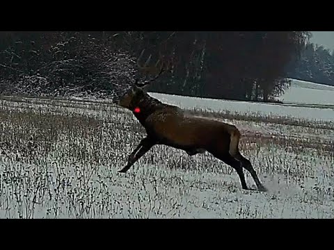 Cerfs!! Battue en Pologne Novembre 2022. Shotkam compilation.