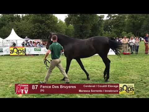 Show AQPS Lion 2017 : Lot 87 - Fence Des Bruyeres