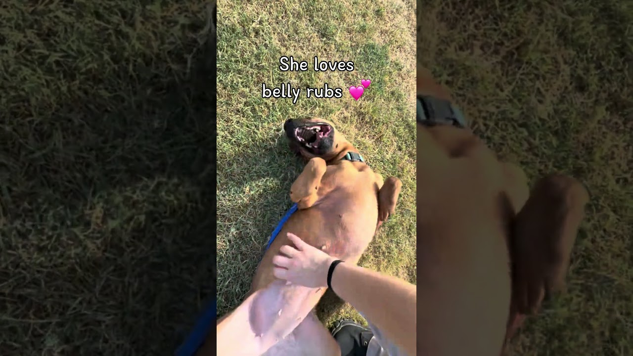 Enlarge Sipsey, a Adoptable mixed breed in Norman, OK video 6/6