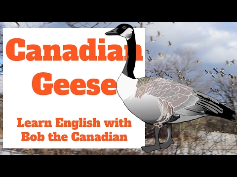 カナダガチョウに忍び寄る方法 (How to sneak up on Canadian geese)